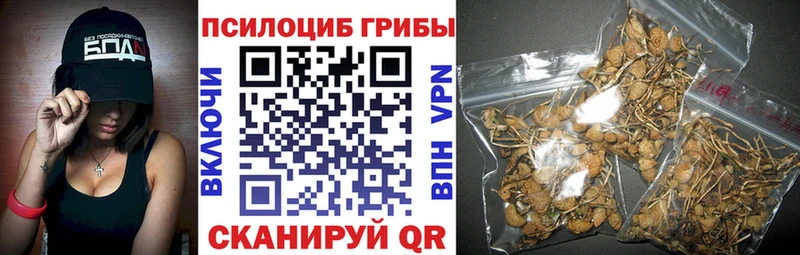 Псилоцибиновые грибы Psilocybe Горно-Алтайск